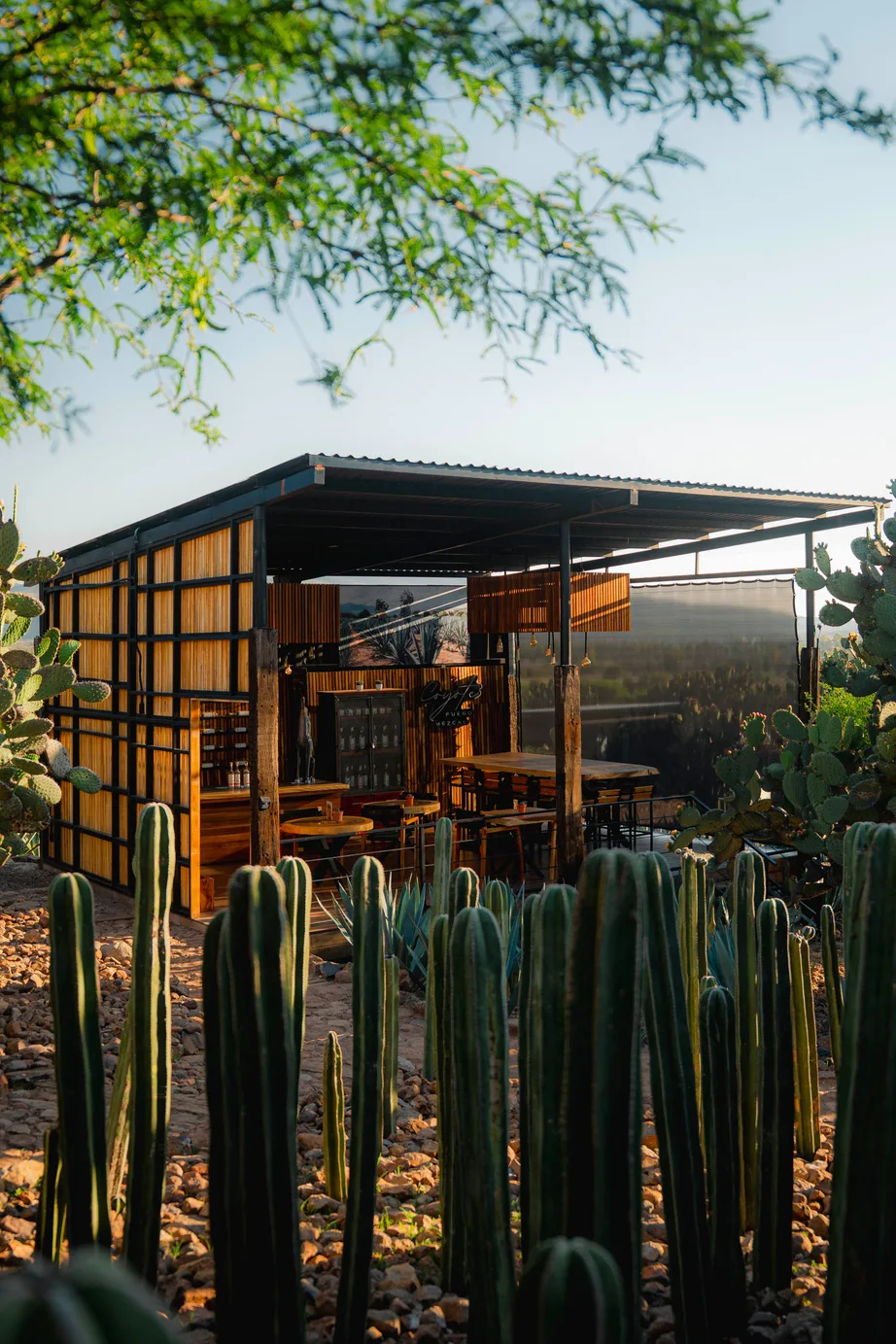 Mezcal Room entre cactus columnares al atardecer